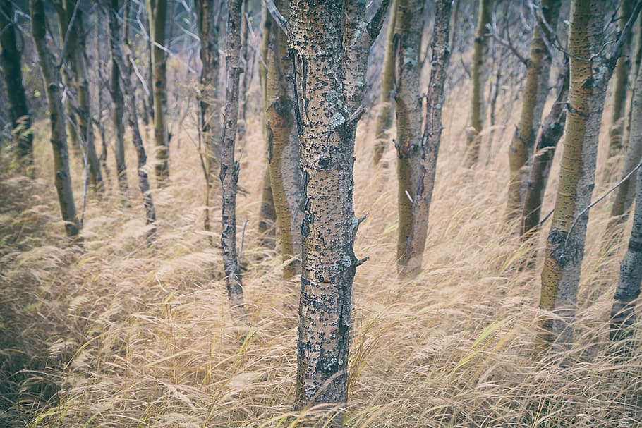 brown bare trees, long grass, forest, woods, rural, nature HD wallpaper