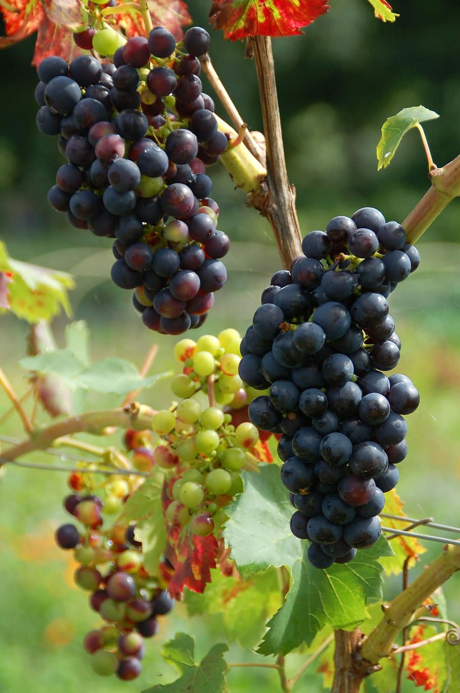 fruit, nature, sheet, grape, black grapes, growth, ripe, wine HD wallpaper