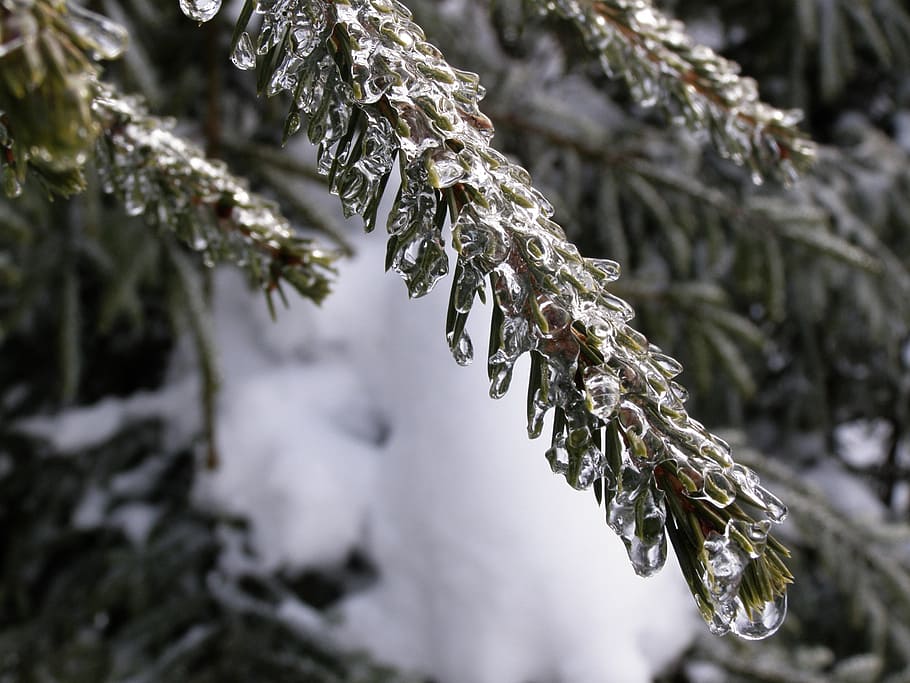 winter, tree, frost, nature, season, snow, cold, spruce, winter's day HD wallpaper