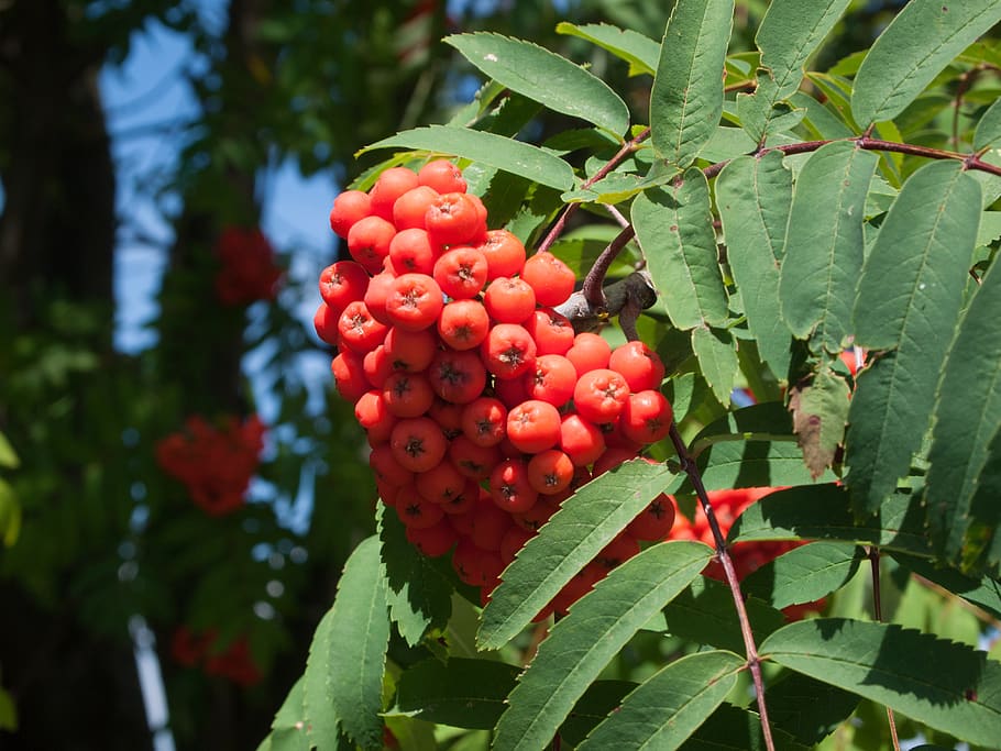 rowan, jagoda, tree, food and drink, healthy eating, red, fruit HD wallpaper