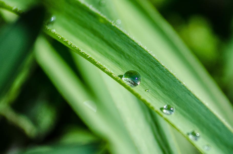 Leaf, Drop, Water, Fresh, Plant, Natural, environment, spring HD wallpaper