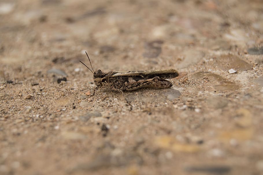 Grasshopper, Soil, Insect, Pardo, Small, one animal, animal themes HD wallpaper