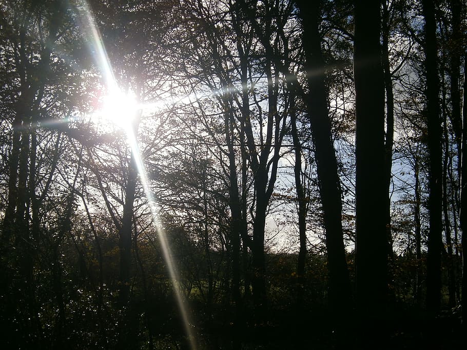 sunlight, trees, reflections, organic, agriculture, outdoors HD wallpaper