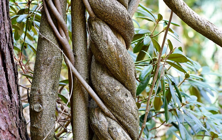close-up of brown tree roots, log, wood, tree bark, forest HD wallpaper