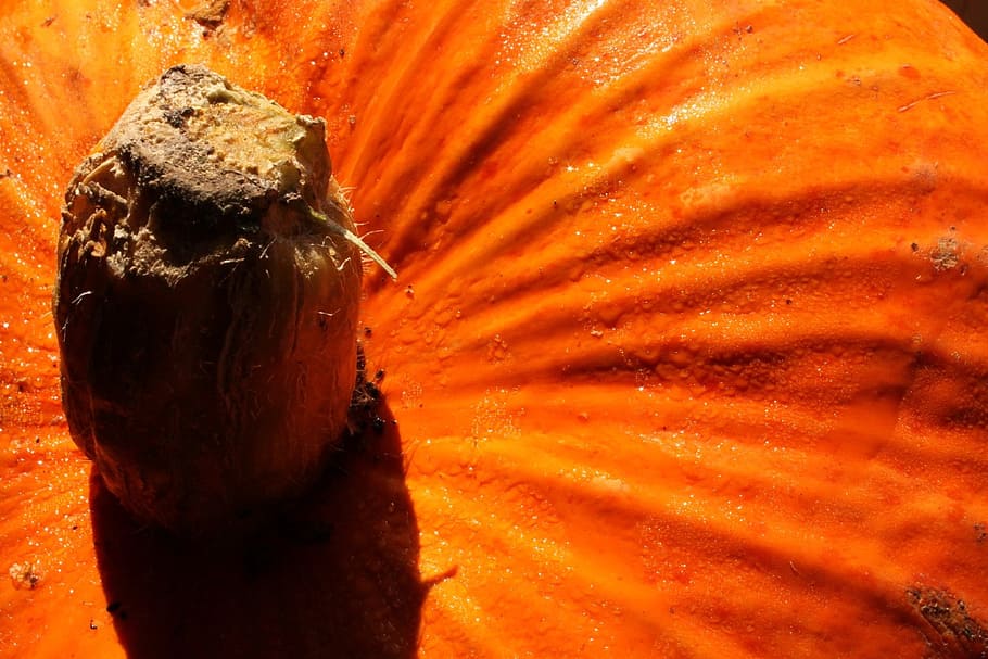 pumpkin, orange, halloween, october, autumn, food and drink HD wallpaper