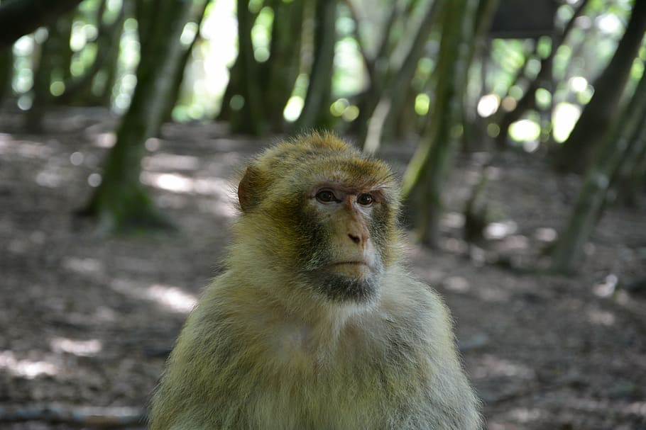 monkey, barbary ape, äffchen, mammals, animal themes, primate HD wallpaper