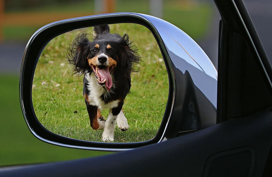 adult tricolor spaniel, dog, expose, drive away, animal welfare