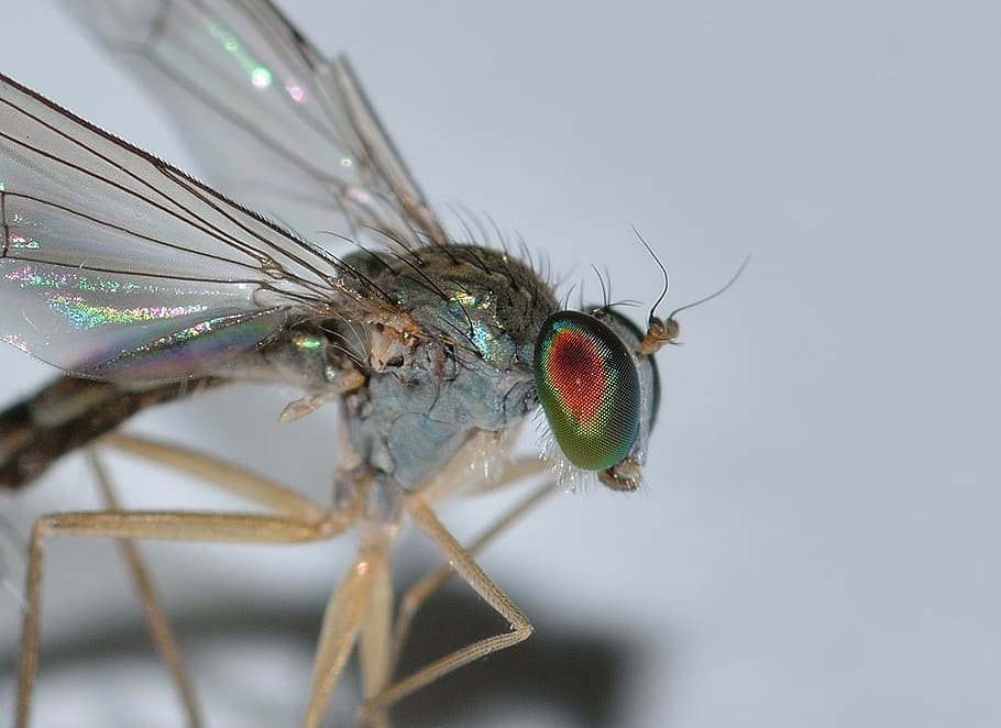 insects, diptera, moscow, invertebrate, animal themes, animal wing HD wallpaper