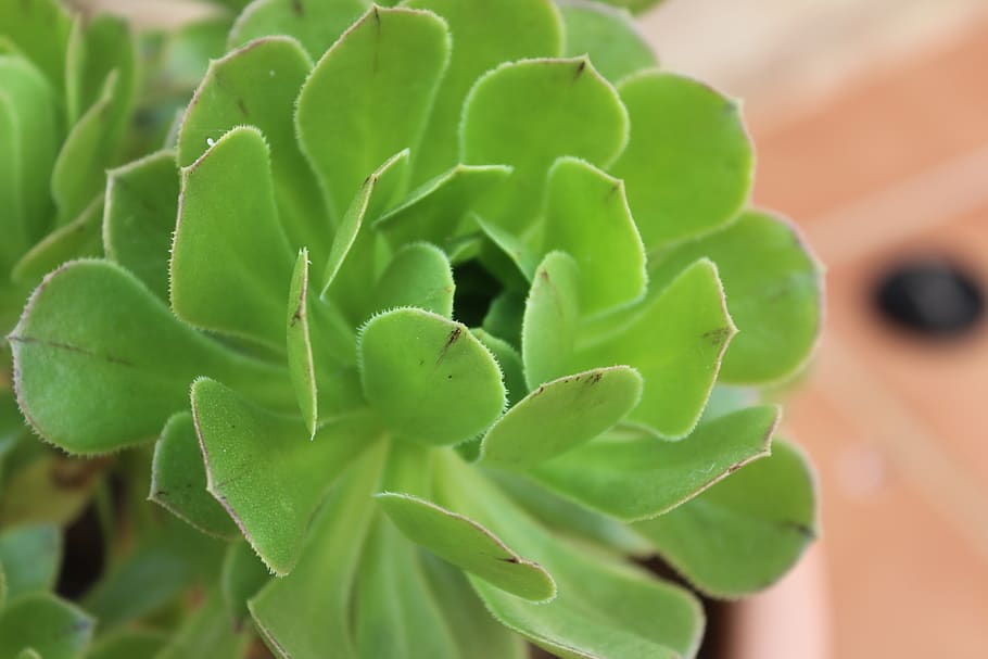 plant, leaf, nature, cactaceae, growth, green color, plant part HD wallpaper