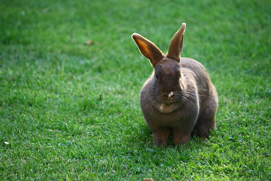 bunny, rabbit, pet, animal, mammal, grass, plant, animal themes HD wallpaper
