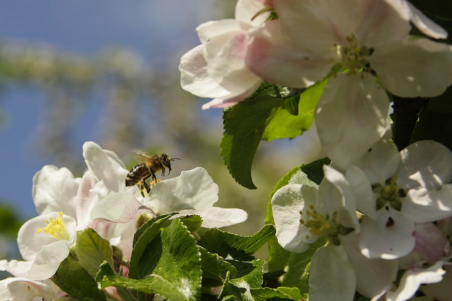 bee, blossom, bloom, macro, insect, plant, flower, close, pollen HD wallpaper