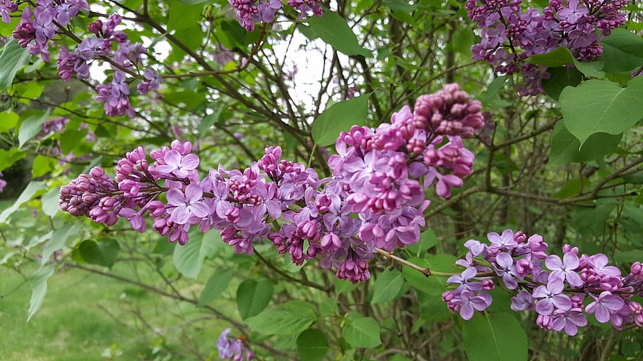 Lilac, Flowers, Purple, Spring, Garden, blossoming, floral HD wallpaper