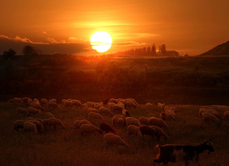 herd of sheep during golden hour, the flock, sunset, red, sky HD wallpaper