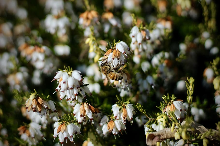 flower, nature, outdoors, leaf, bee, flowering plant, animal themes HD wallpaper