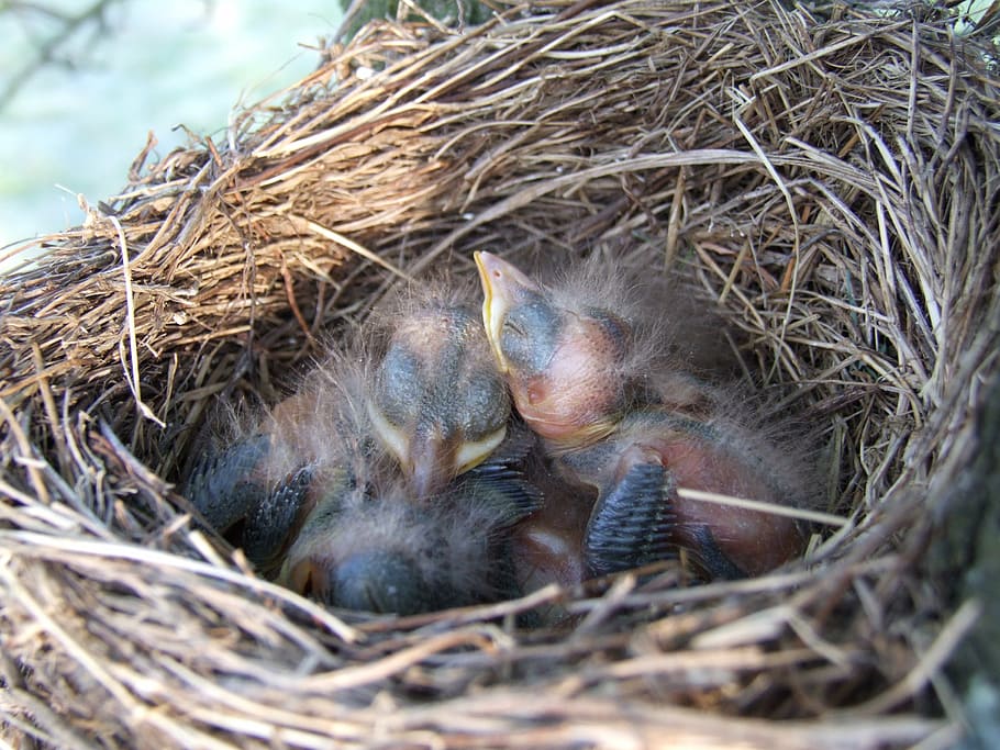 nest, bird, blackbird, animal, mammal, group of animals, young animal HD wallpaper