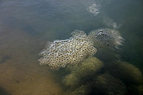 frog spawn, egg, water, pond, file, drop, spring, amphibians HD wallpaper