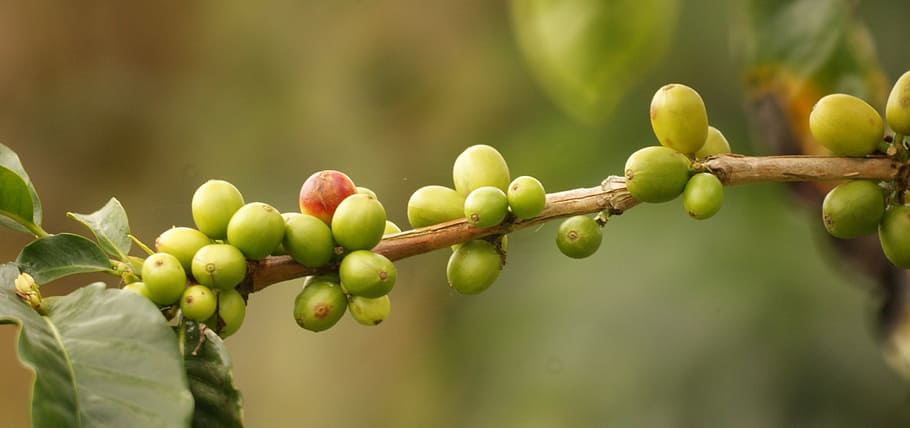 Images, Armenia, Area, Kettle, Quindio, growth, green color, HD wallpaper