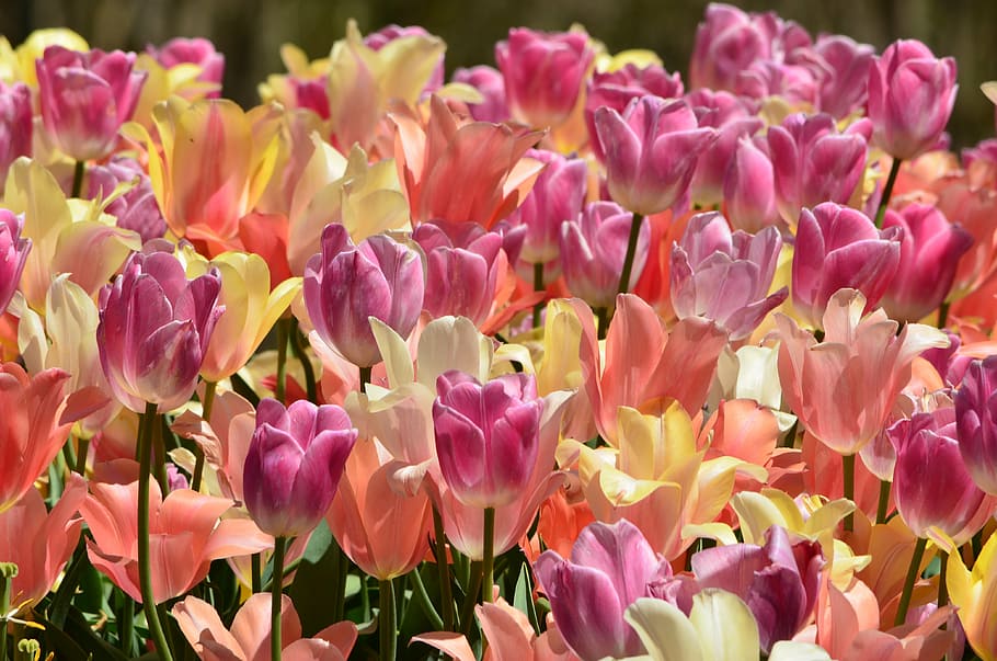 closeup photo of pink and yellow petaled flowers, tulips, spring HD wallpaper