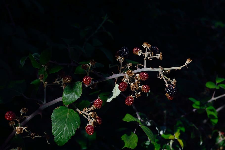 Fruit, Field, Vegetable, Blackberries, healthy, food, garden HD wallpaper