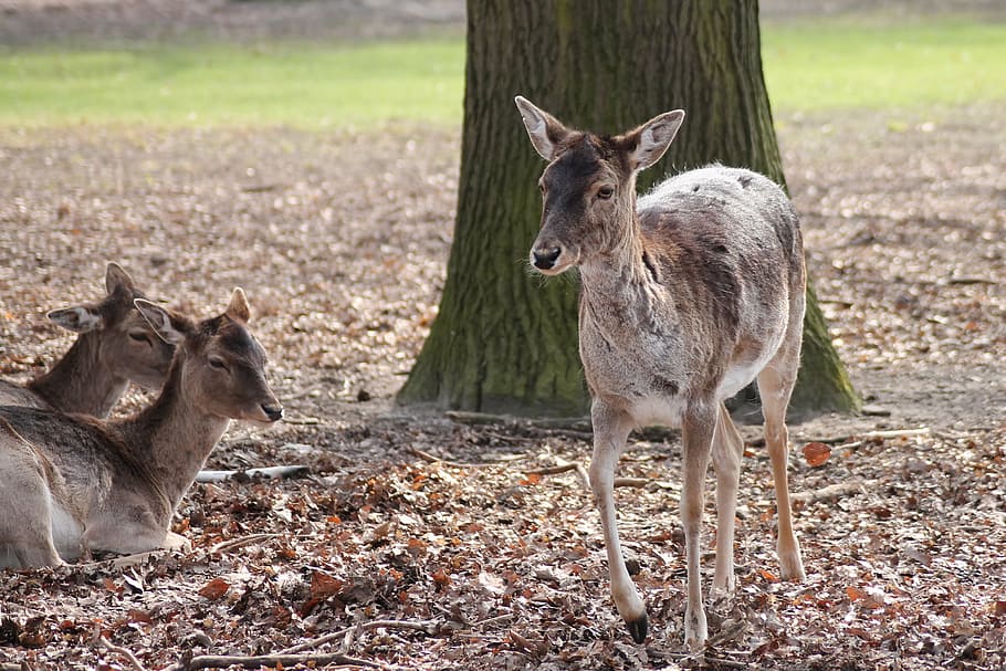deer, fallow deer, forest, leaves, wild, roe deer, scheu, animal wildlife HD wallpaper