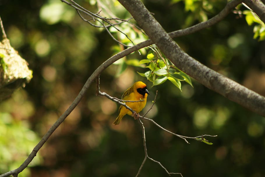 One, selective focus photography of yellow and black bird on tree branch at daytime HD wallpaper
