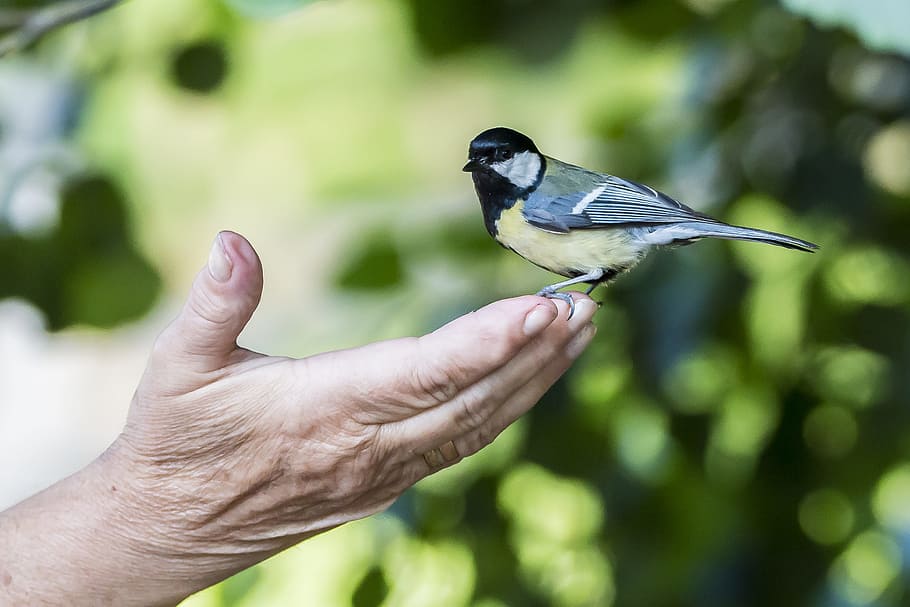 small size short beaked gray, yellow and black bird on persons finger HD wallpaper