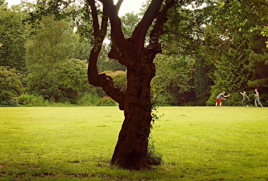Tree, Lawn, Recreation, People, park, game, ball game, fun HD wallpaper