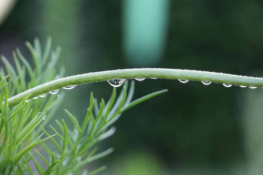 Drip, Macro, Halm, Fall, Plant, green, nature, green Color HD wallpaper