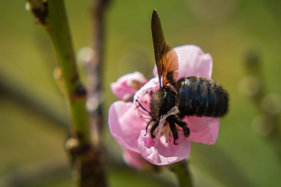 Blossom, Bloom, Carpenter Bee, Bee, Bee, insect, nectar, black HD wallpaper