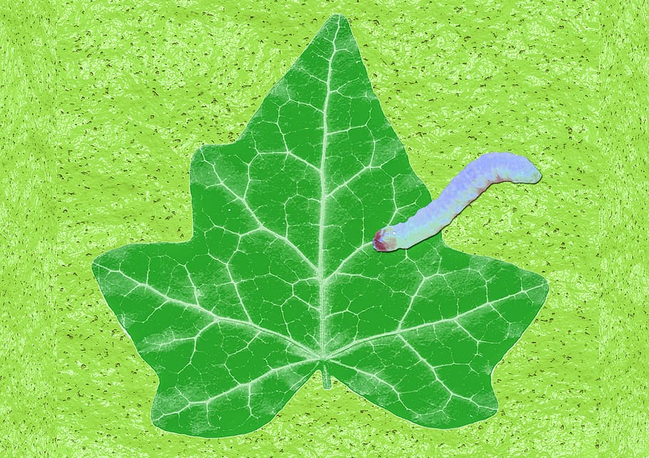 leaf, worm, slick, worm species, animal, flora, fauna, green HD wallpaper