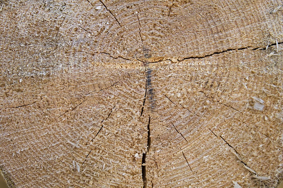 tree, texture, pine, wood, backgrounds, full frame, no people HD wallpaper