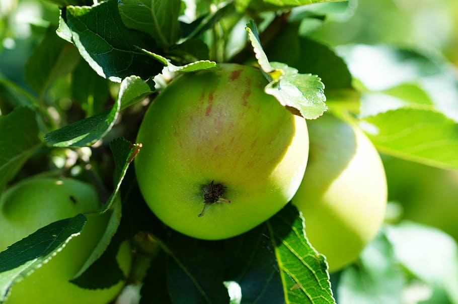 green, apple, green apple, fruit, nature, garden, macro, food and drink HD wallpaper