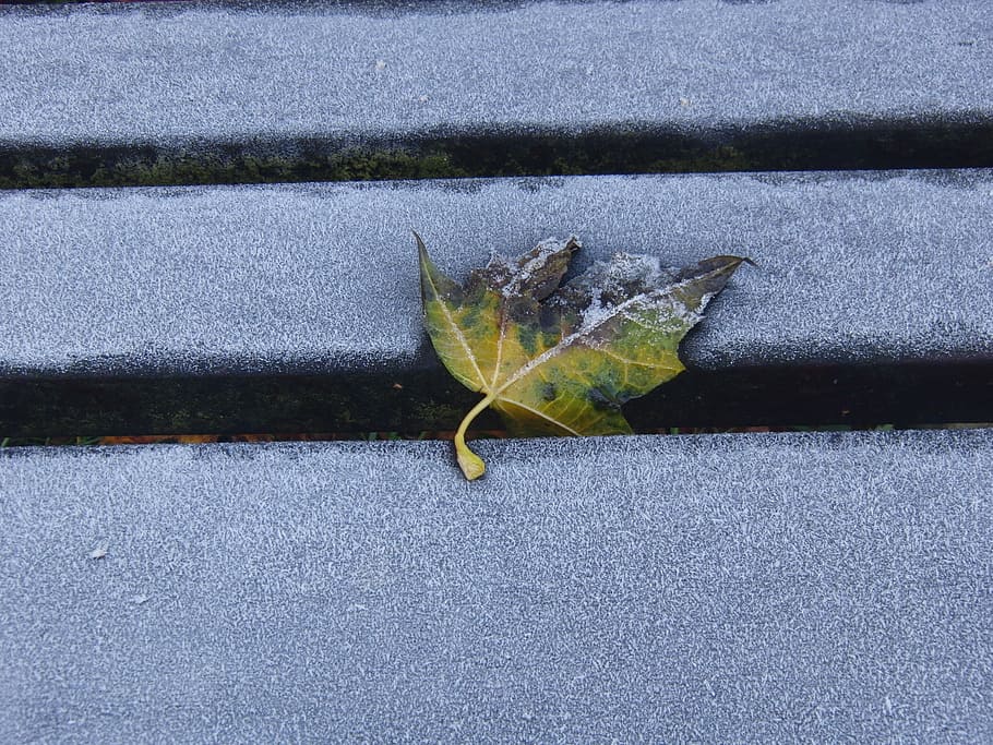 Frost, Leaves, Leaf, Silent, Winter, frozen, nature, cold, hoarfrost HD wallpaper