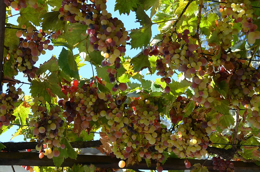 nature, treille, grape, growth, healthy eating, fruit, plant HD wallpaper
