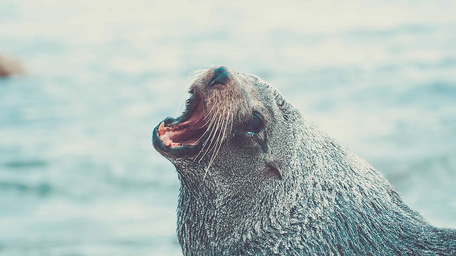 photography of  Sealion beside body of water during day time HD wallpaper
