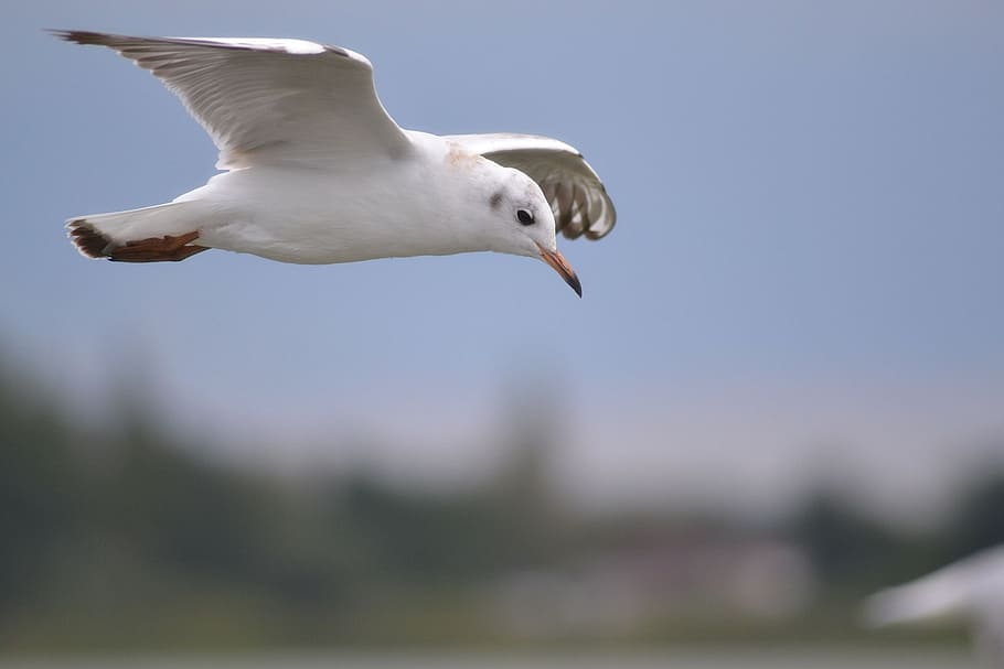 seagull, water, seevogel, fly, lake, animals, nature, animal themes HD wallpaper