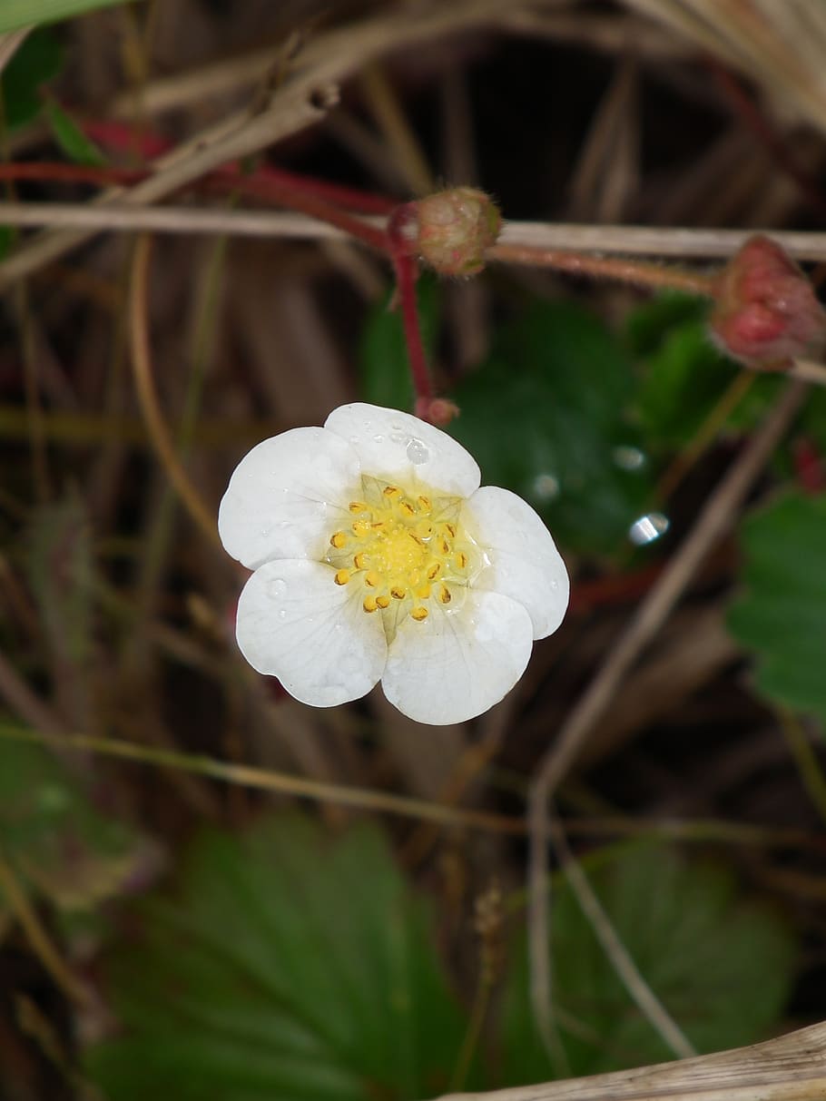 flower, dewdrops, white, flora, plant, bloom, blossom, droplet HD wallpaper