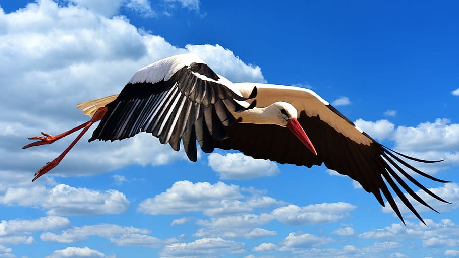 stork, fly, landing, elegant, feather, bird, plumage, nature HD wallpaper