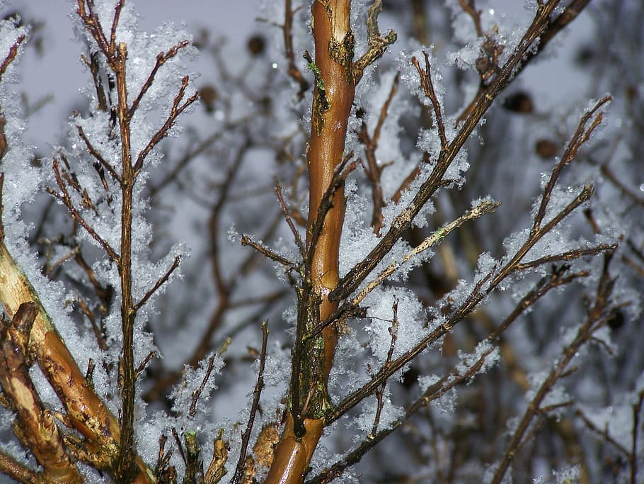winter, ice, snow, snowflake, sky, tree, frozen, weather, nature HD wallpaper