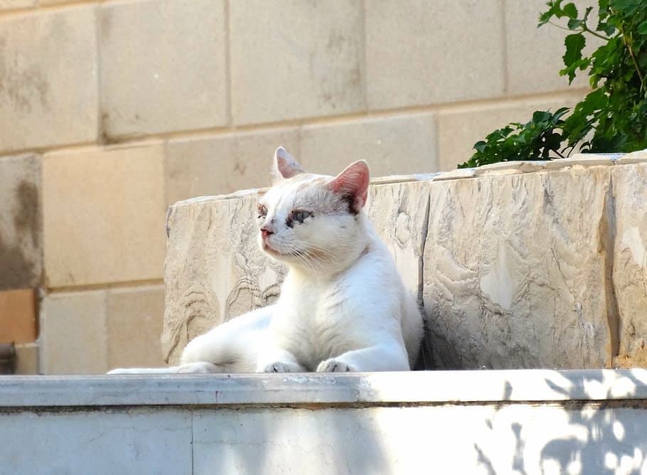 cat, stone, granite, speed, white, domestic Cat, animal, pets HD wallpaper