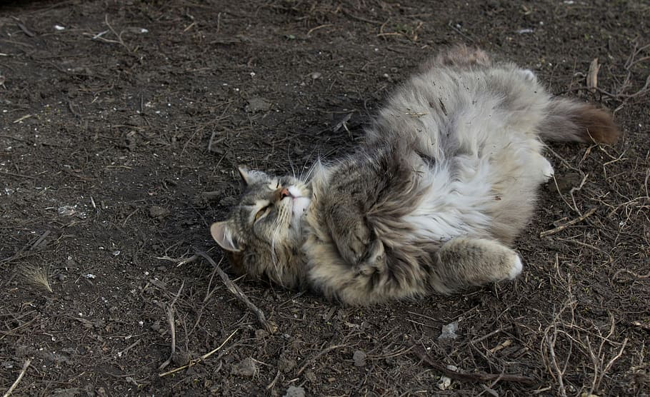 Cat, Spring, Dry, Grass, dry grass, animal, animal themes, one animal HD wallpaper