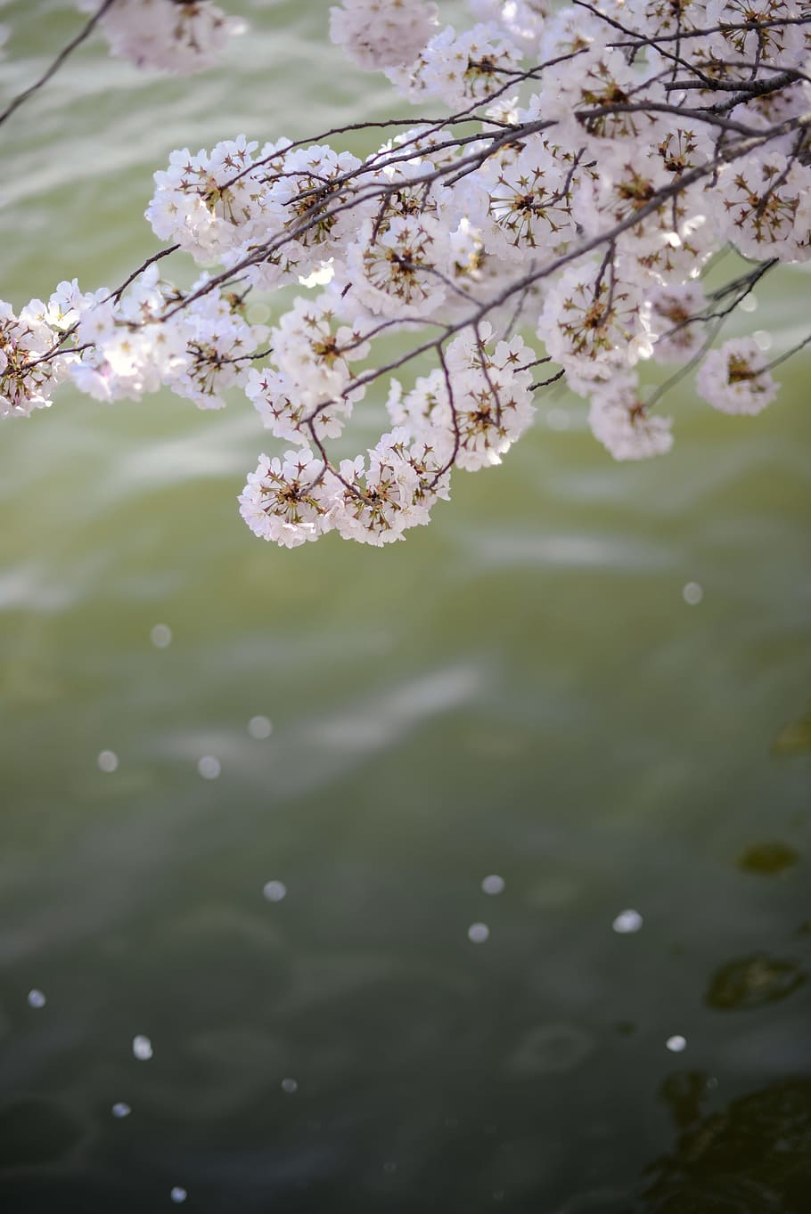 white petaled flower tree in closeup photo, white flower beside body of water HD wallpaper