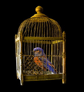 blue and orange bird in brown steel bird cage, gold, prison HD wallpaper