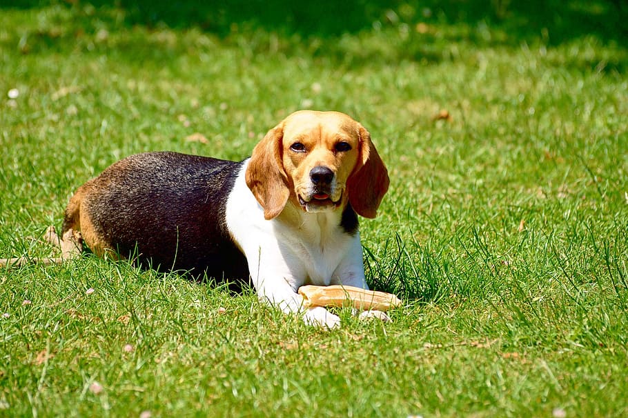 close-up photo of English beagle lying on green grass, dog HD wallpaper
