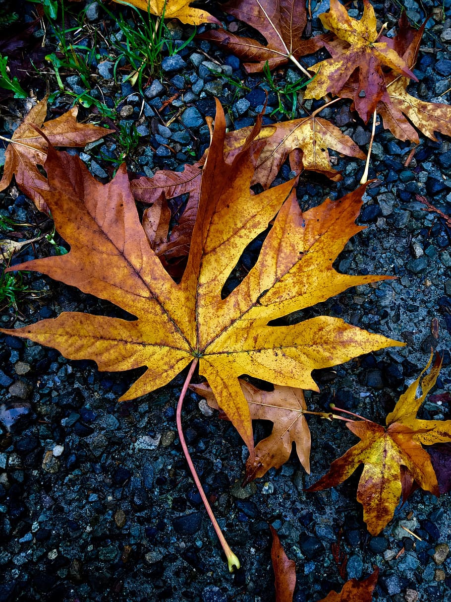 fall, autumn, leaves, leaf, nature, trees, plant part, change HD wallpaper