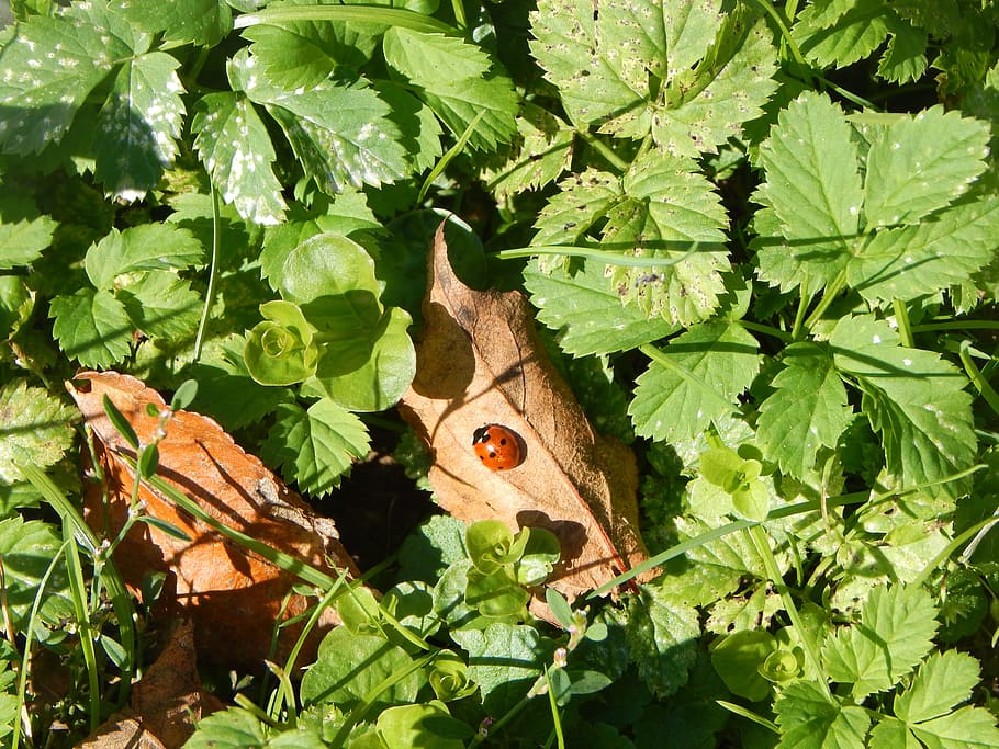 ladybug, insect, autumn, nature, sun, grass, fallen foliage HD wallpaper