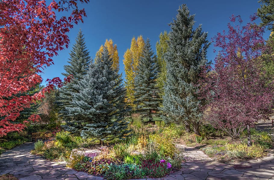 garden trees, vail, colorado, betty ford park, foliage, flowers sky, HD wallpaper