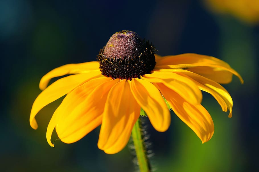 sun hat, flower, blossom, bloom, yellow, close, macro, garden HD wallpaper