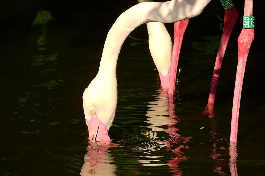 HD wallpaper: Flamingo Pink, Phoenicopterus Roseus, beak, in the water ...