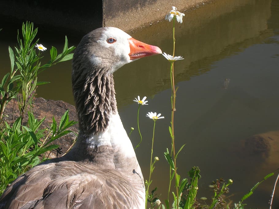 duck, nature, flowers, vertebrate, animal, animal themes, one animal HD wallpaper